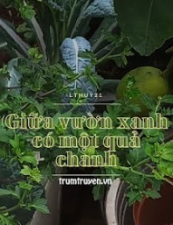 Giữa Vườn Xanh Có Một Quả Chanh